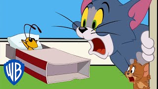 Tom \& Jerry | The Cricket Problem | WB Kids