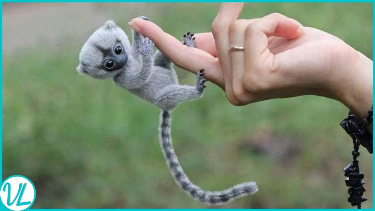 Finger Monkey! Most Adorable Animal In The World - YouTube