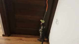 Kong Connects Cat Toys Wędka Zabawka Dla Kota 3 Rodzaje