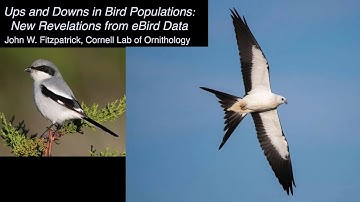 Ups and Downs in Bird Populations from eBird Data with John Fitzpatrick, Cornell Lab of Ornithology