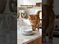 🐱🍽️ KOT TESTUJE W KUCHNI!