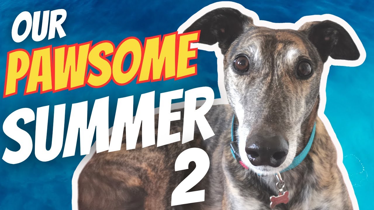 Sun, Sniffs & Sprints: A Greyhound’s Perfect Summer -  Part 2