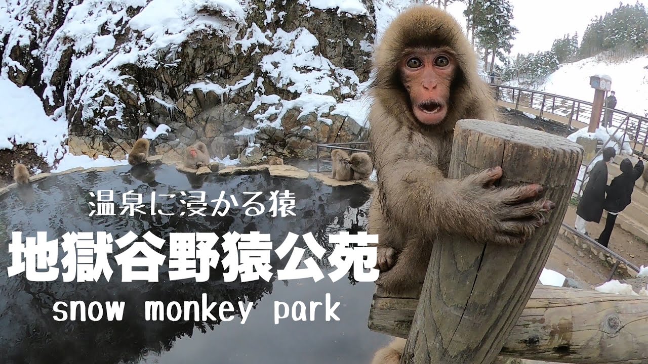 温泉に入る猿と元気な子猿たち Monkey Baby 地獄谷野猿公苑 Snow Monkey Park Japan Youtube 温泉に入る猿と元気な子猿たち Monkey Baby 地獄谷野猿公苑 Snow Monkey Park Japan Youtube