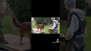 Workingdogs Of Baxley Igp Training
