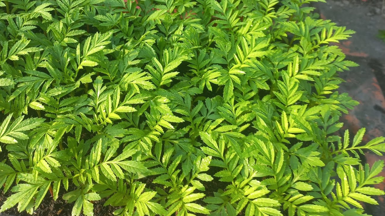 Giá thể ươm hạt hoa vạn thọ tết 2025