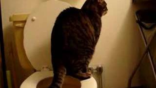 My Toliet Train Cat  Funny Part 3