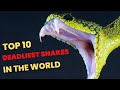Thrilling journey worlds top 10 venomous snakes in the world