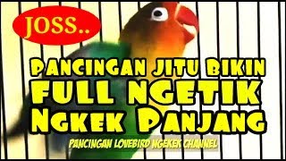 LB Mas Bro Malas Bunyi!!, pancing saja dgn pancingan lovebird ngekek bikin EMOSI ini