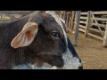 Tirando leite das vacas no curral de manhã.