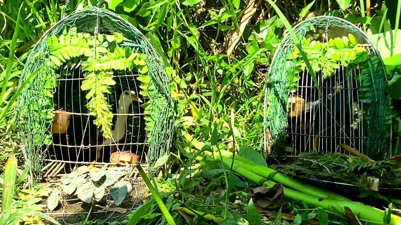 Được giá gả cả cặp này ... anh em kết thì liên hệ qua số đt 0985.621.377