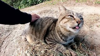 【親方猫】ぽっちゃり体型のキジトラ猫をモフるとウットリとした表情を浮べた