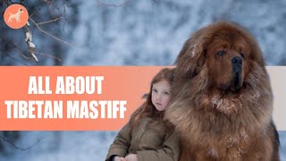 Tibetan Mastiff |  Dogs 101  Everything You Need To Know About