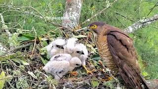 鹰妈妈发现宝宝有危险，迅速飞回巢穴凶狠的眼神看着摄像头