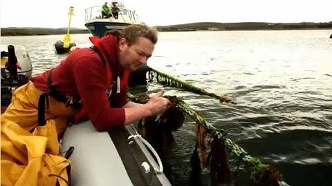 At~Sea - A new dimension of seaweed farming