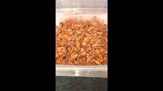 Medium Pecan Nut Buster