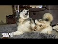 Husky Loses Control! He’s Gone Crazy!