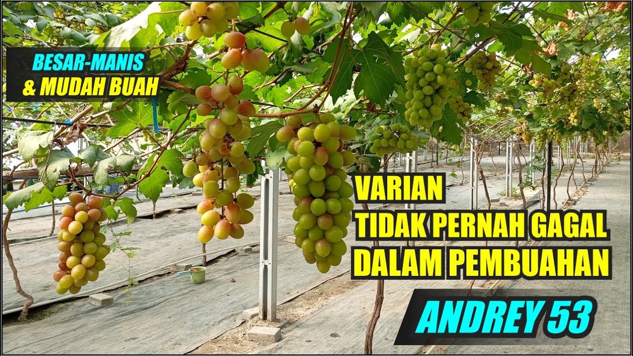 Виноград, устойчивый к неудачам в оплодотворении