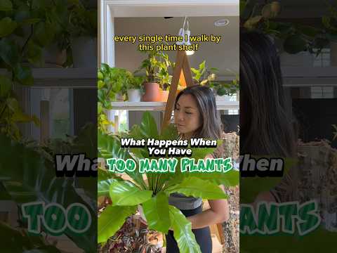 Vídeo: Puc propagar una planta Datura - Consells per propagar plantes Datura