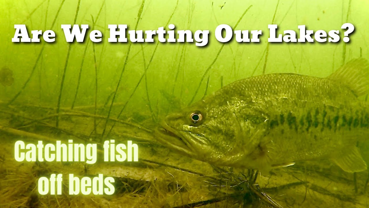 Is Bed Fishing Hurting Our Lakes? (Smallmouth/Largemouth Bass) 
