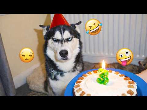 Impossible Try Not To Laugh Challenge 🤣🐶 FUNNIEST DOGS of 2026 #21