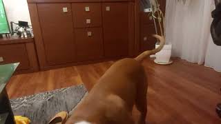 Masha boxer dog. Playing with a ball. Episode 21 by Masha the Boxer Dog  from Poland  1,637 views 2 years ago 30 seconds