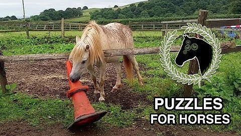 Horse solves puzzle | Problem solving and cognitive enrichment