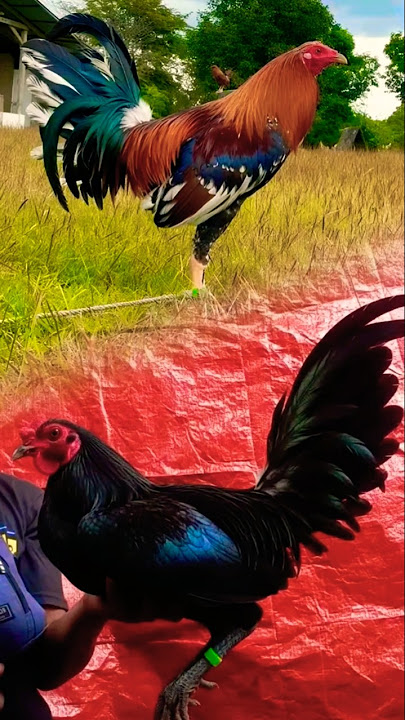 pwede na sa tupada #rooster