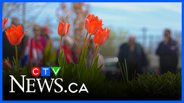 91-year-old Dutch woman recalls liberation