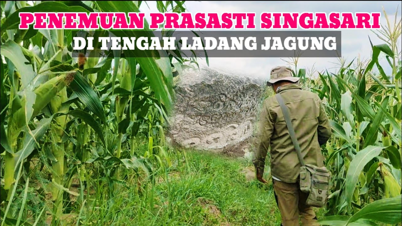 Ladang jagung Pak Harjo membentang luas. Hijau pekat di bawah langit senja. Setiap batang adalah saksi bisu. Ribuan rahasia tersembunyi di dalamnya.