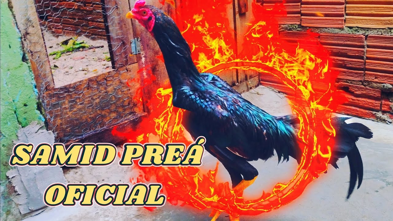 SAMID PREÁ OFICIAL. Dia de terapia com as minhas aves ohhh glória 