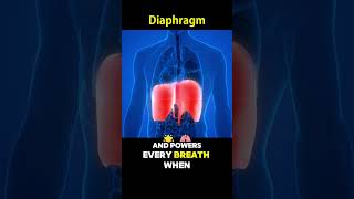 Diaphragm In Action How You Breathe Without Thinking