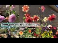 TOUR POR EL JARDÍN 🪴 DE LUPE: muchas variedades de dalias en plena floración
