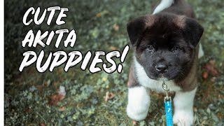 CUTE AKITA PUPPIES! | Welcome to the Akita Life | #Shorts