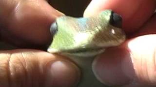 Naked Frog Vlog My Fifty Things