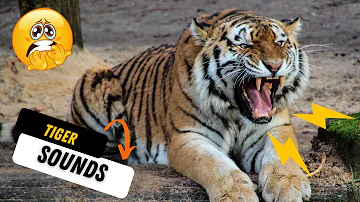 Tigers Roaring, Growling, Chuffing, and Moaning Sounds | Scary Tiger Sound Effects! (RAAAAAWR!)