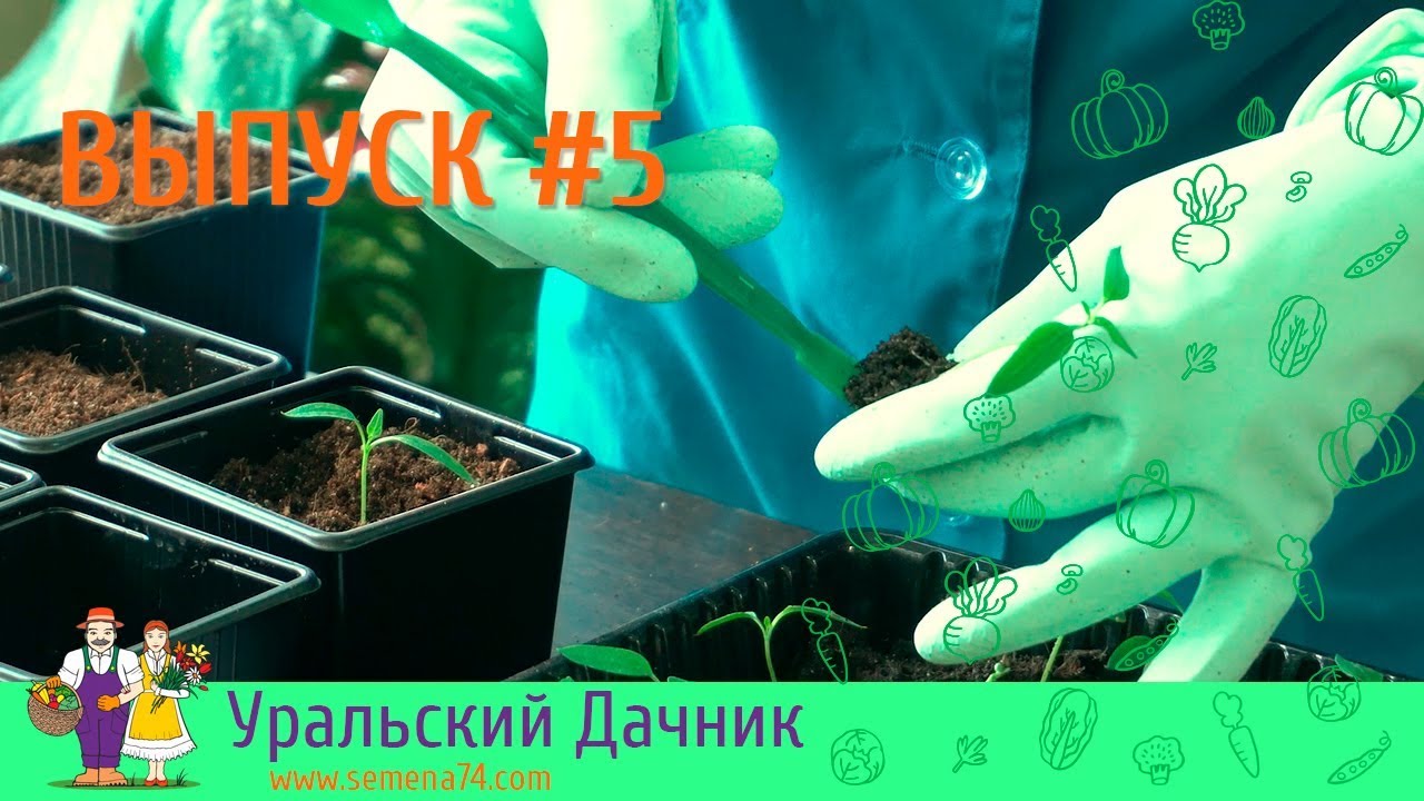 Интернет Магазин Уральский Дачник Semena74 Com