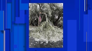 Ice damage follow-up: Tree branch breakage, insurance claims & ways to help prevent it in the fu...