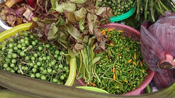 #Tâynguyên #Núcnác | Quả núc nác chuẩn bị bán nhé mọi người |Nhịp sống krông buk