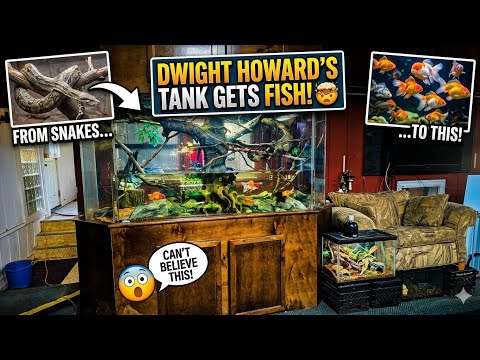 The Famous Dwight Howard Tank gets New Inhabitants and New Adoptables ready for their Homes