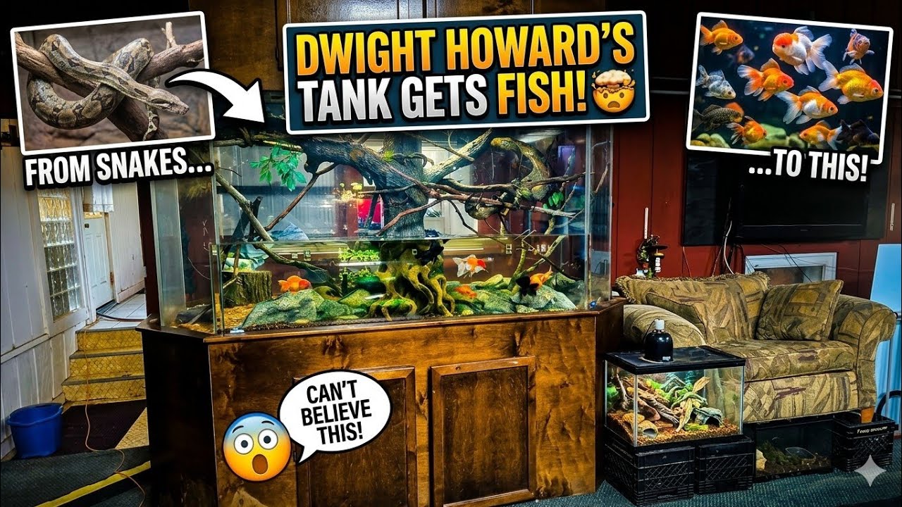 The Famous Dwight Howard Tank gets New Inhabitants and New Adoptables ready for their Homes