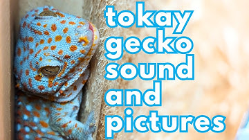 Hình Ảnh Và Tiếng Kêu Tắc Kè Hoa - Sound Of Tokay Gecko