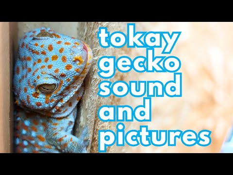 Video Hình Ảnh Và Tiếng Kêu Tắc Kè Hoa - Sound Of Tokay Gecko - youtube
