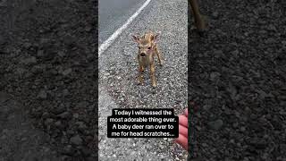 The behavior of some baby deer always makes your heart skip a beat#animals #deer #babyanimals