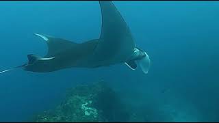 Huge Manta Ray Beautifully Flowing Underwater In Thailand