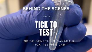 How Ticks Are Tested for Lyme Disease (Inside a Real Tick Testing Lab)