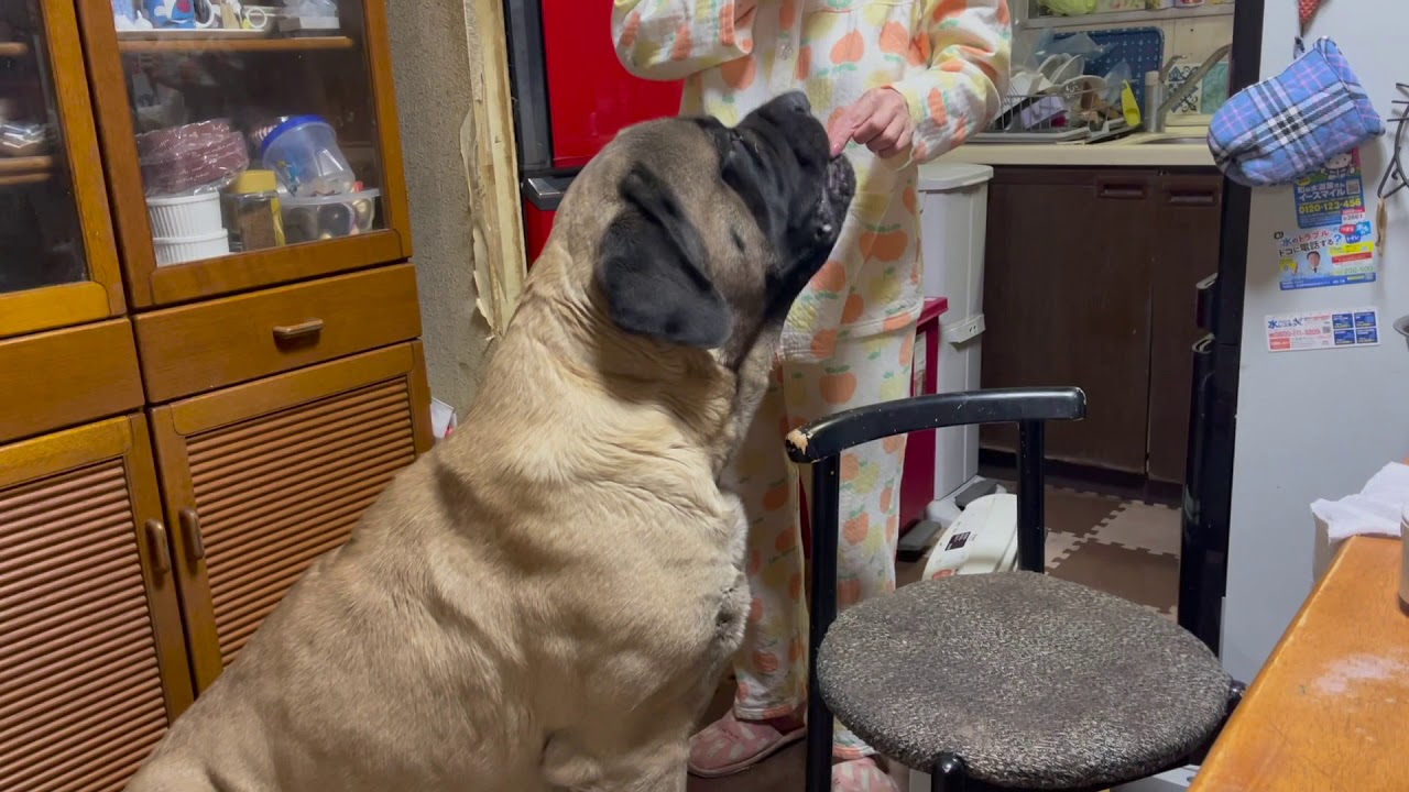 超大型犬イングリッシュマスティフ シャイくん日記 2月19日 Youtube