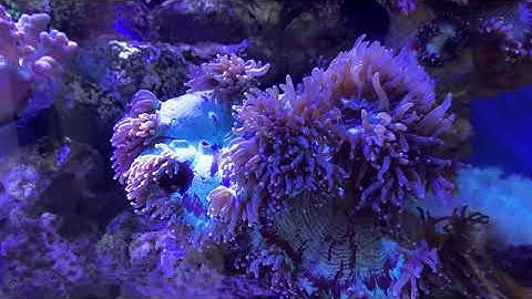 Smatfarm new arrival Auqa-Mars G3 led aquarium light~