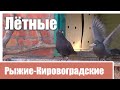 Лётные Рыжие-Кировоградские голуби Беляева В.А.