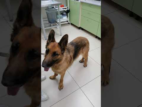 Ждем осмотра врача❤️ #music #youtubeshorts #germanshepherd #суперсобака #собака