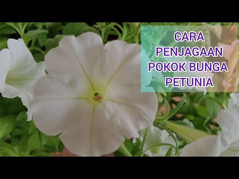 Video: Cara Menjaga Petunia Pada Musim Sejuk